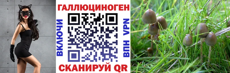 Галлюциногенные грибы Psilocybe  Мурманск 